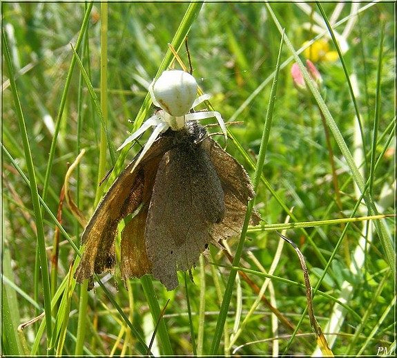 Thomise variable (Misumena vatia), photo 1 sur 3
