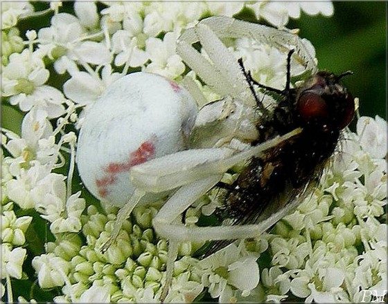 Thomise variable (Misumena vatia), photo 2 sur 3