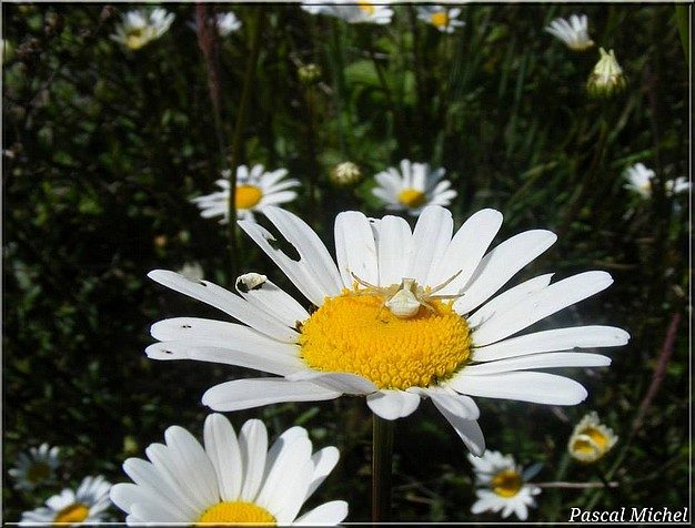 Thomise enflée (Thomisus onustus), photo 1 sur 6