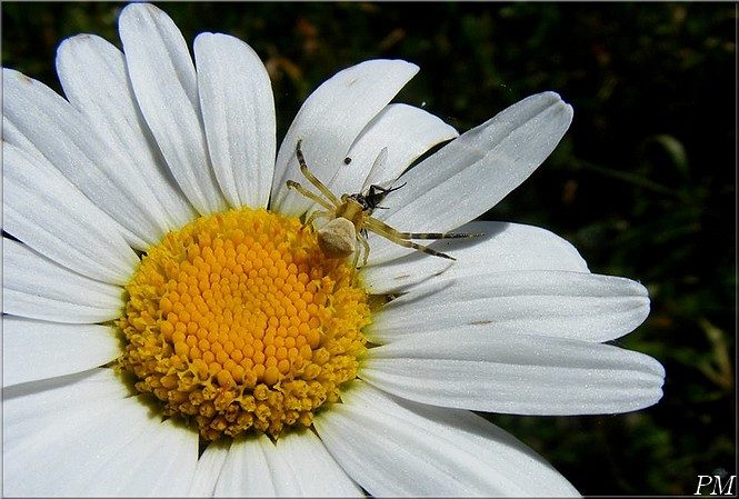 Thomise enflée (Thomisus onustus), photo 2 sur 6