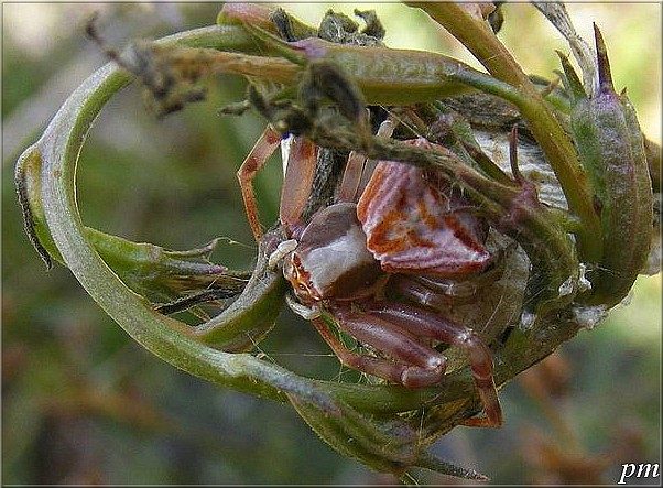 Thomise enflée (Thomisus onustus), photo 3 sur 6