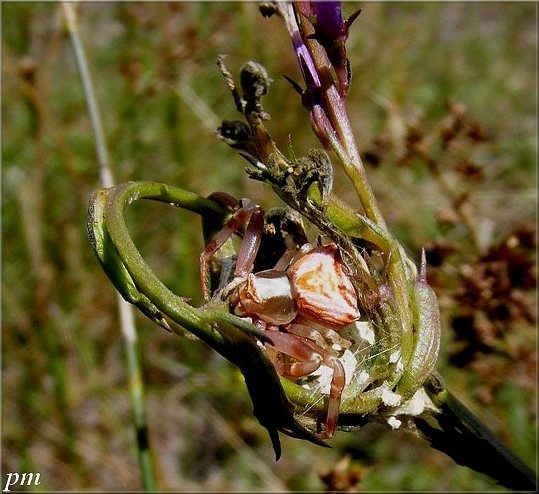 Thomise enflée (Thomisus onustus), photo 4 sur 6