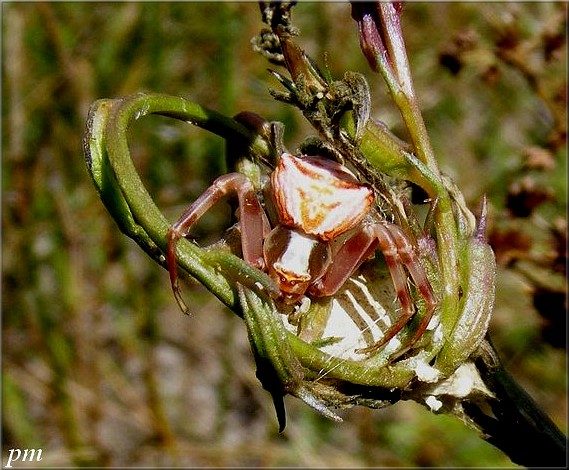 Thomise enflée (Thomisus onustus), photo 5 sur 6