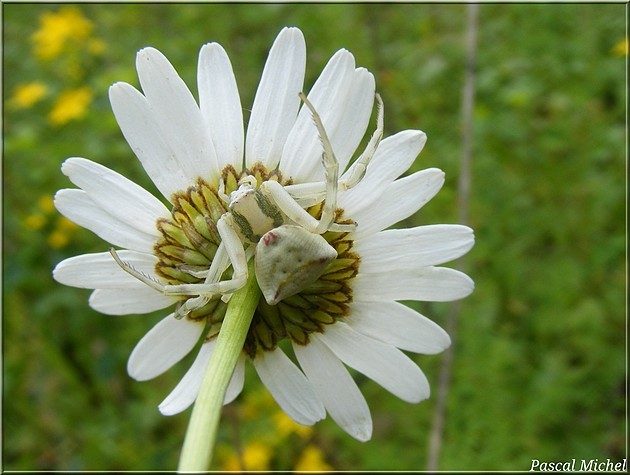 Thomise enflée (Thomisus onustus), photo 6 sur 6