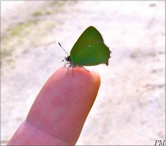 Thécla de la Ronce (Callophrys rubi), photo 2 sur 3