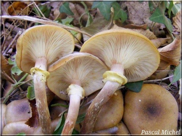 Armillaire couleur de miel (Armillaria mellea), photo 2 sur 2