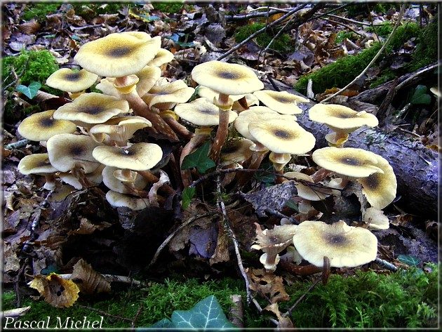 Armillaire couleur de miel (Armillaria mellea), photo 1 sur 2