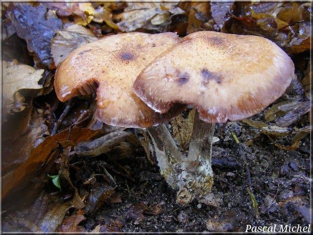 Armillaire à pied clavé (Armillaria cepistipes)