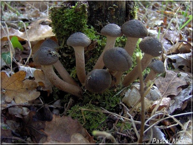 Armillaria griseofusca, photo 1 sur 2