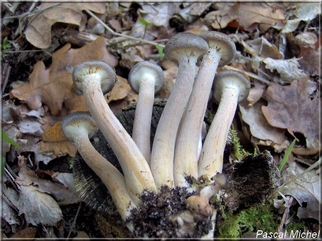 Armillaria griseofusca, photo 2 sur 2