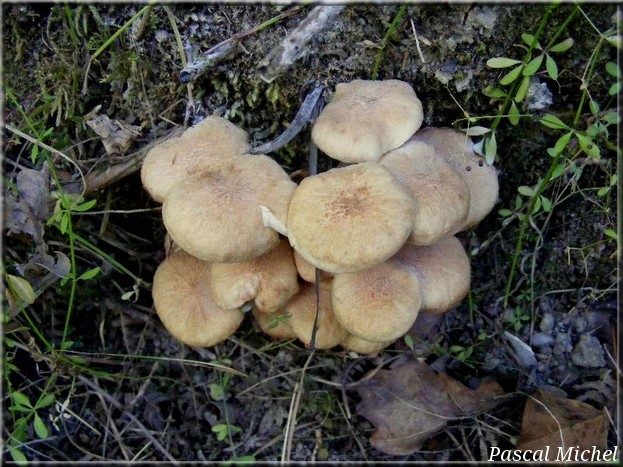 Desarmillaria tabescens, photo 1 sur 2