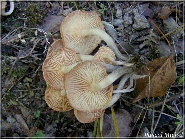 Desarmillaria tabescens, photo 2 sur 2
