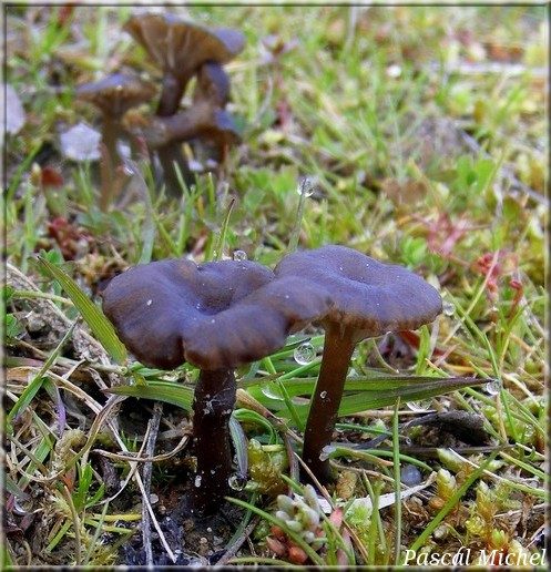 Arrhenia griseopallida, photo 1 sur 2