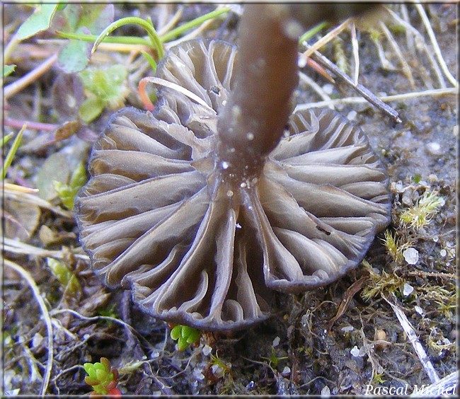 Arrhenia griseopallida, photo 2 sur 2