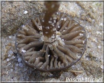 Arrhenia obscurata, photo 2 sur 2