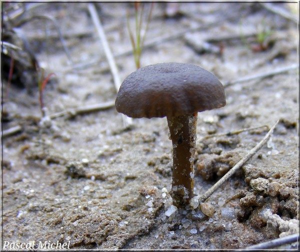 Arrhenia obscurata, photo 1 sur 2