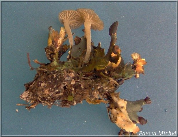 Arrhenia peltigerina, photo 1 sur 2