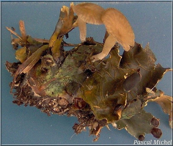 Arrhenia peltigerina, photo 2 sur 2
