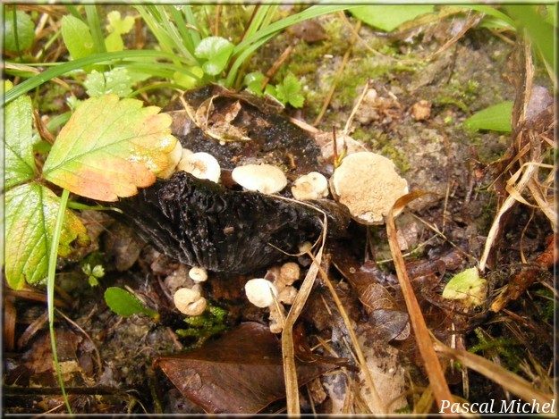 Nyctalis porteur d'étoiles (Asterophora lycoperdoides), photo 1 sur 2