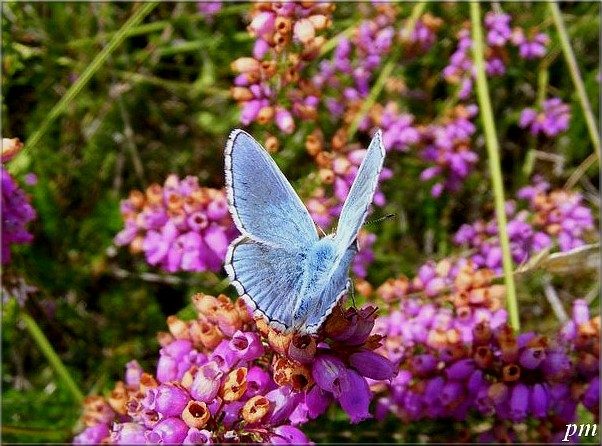 Azuré bleu-céleste (Lysandra bellargus), photo 1 sur 4