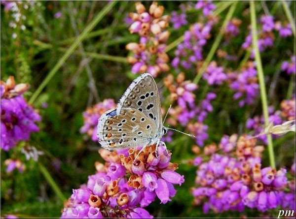 Azuré bleu-céleste (Lysandra bellargus), photo 2 sur 4