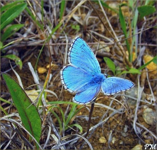 Azuré bleu-céleste (Lysandra bellargus), photo 3 sur 4