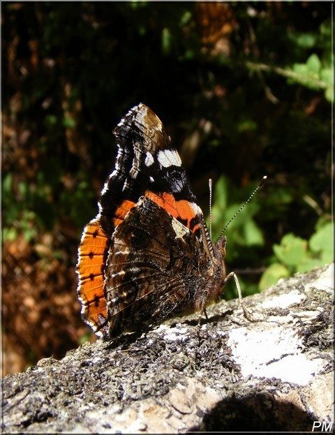 Vulcain (Vanessa atalanta), photo 1 sur 3