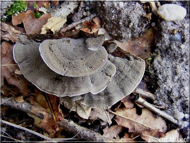 Tramète brûlée (Bjerkandera adusta), photo 2 sur 2