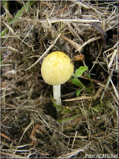 Bolbitie jaune d'oeuf (Bolbitius titubans), photo 2 sur 2
