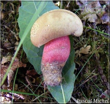 Caloboletus calopus