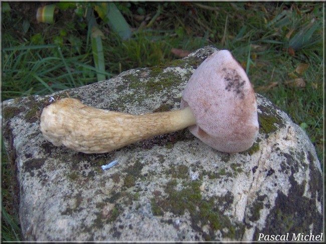 Bolet de fiel (Tylopilus felleus), photo 1 sur 3