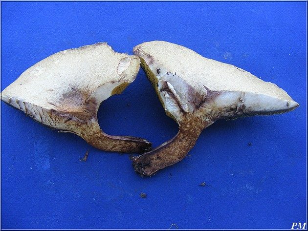 Bolet livide (Gyrodon lividus), photo 2 sur 2