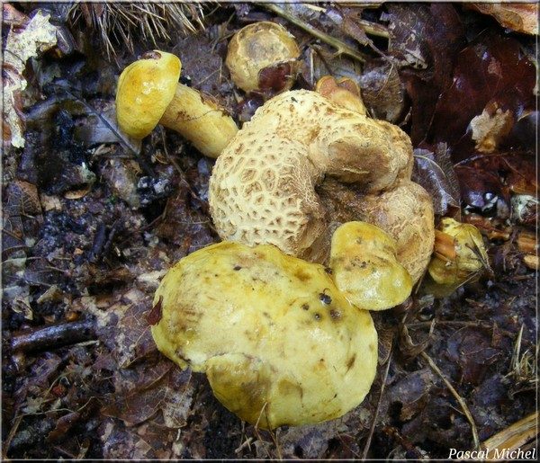 Bolet parasite (Pseudoboletus parasiticus), photo 3 sur 3