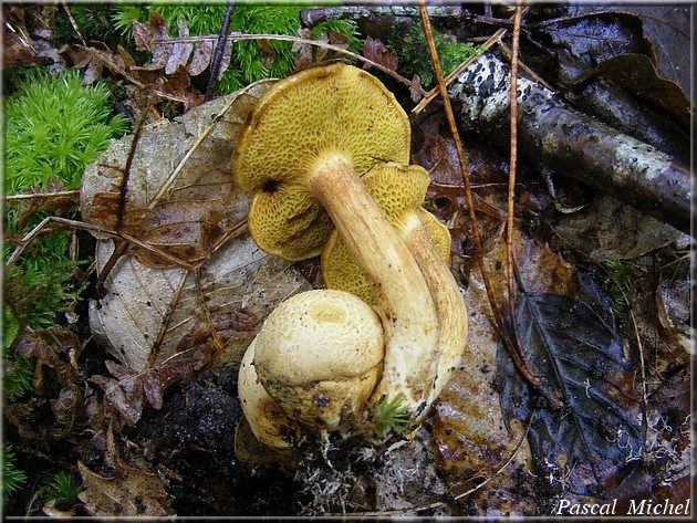 Bolet parasite (Pseudoboletus parasiticus), photo 2 sur 3