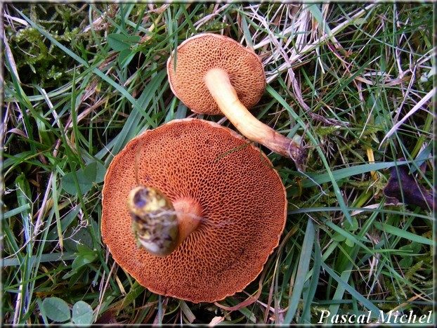 Bolet poivré (Chalciporus piperatus), photo 2 sur 2