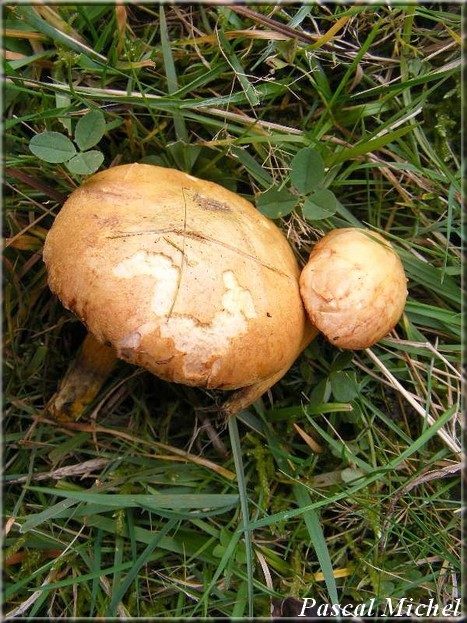 Bolet poivré (Chalciporus piperatus), photo 1 sur 2