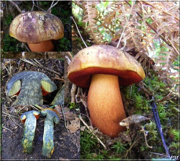 Le très rare (Boletus erythropus), photo 2 sur 4