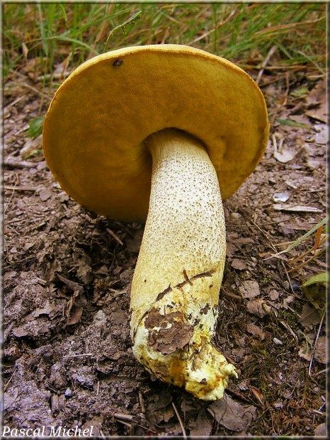 Leccinellum crocipodium, photo 1 sur 3
