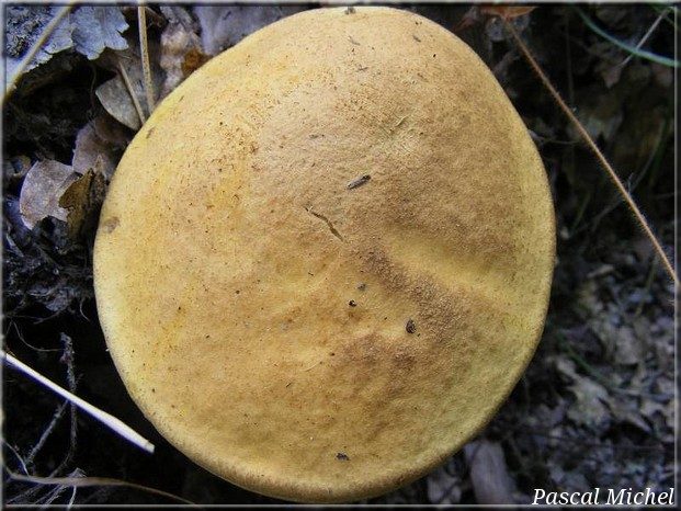 Leccinellum crocipodium, photo 2 sur 3
