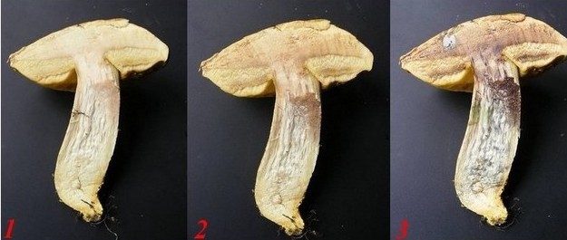 Leccinellum crocipodium, photo 3 sur 3