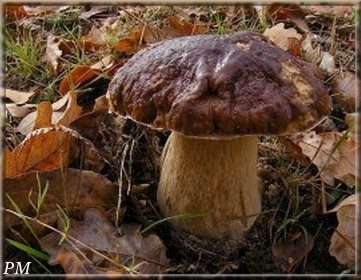 Cèpe de Bordeaux (Boletus edulis)