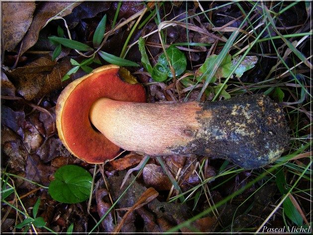 Le très rare (Boletus erythropus), photo 3 sur 4