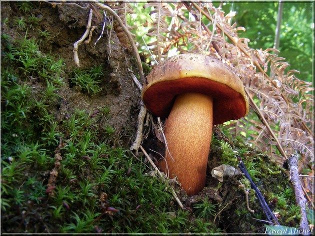 Le très rare (Boletus erythropus), photo 1 sur 4
