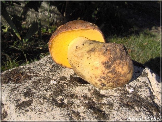 Hemileccinum impolitus, photo 1 sur 2