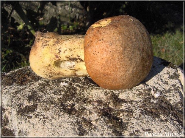 Hemileccinum impolitus, photo 2 sur 2
