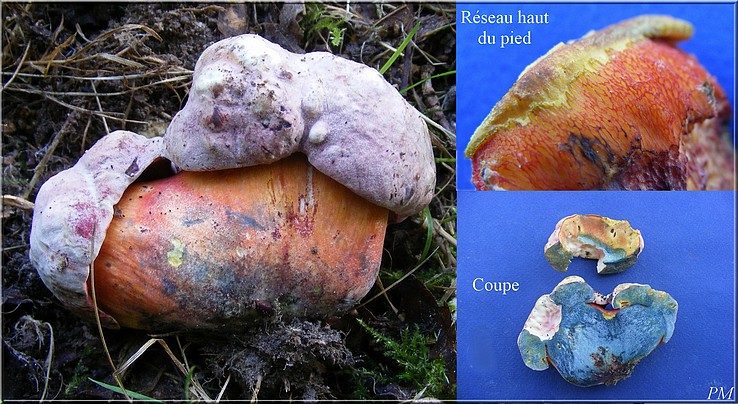 Rubroboletus legaliae