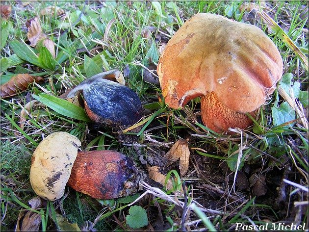 Suillellus luridus, photo 1 sur 2