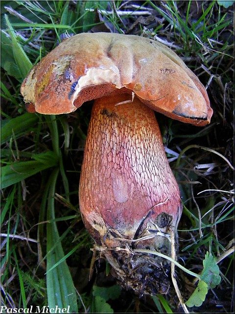 Suillellus luridus, photo 2 sur 2