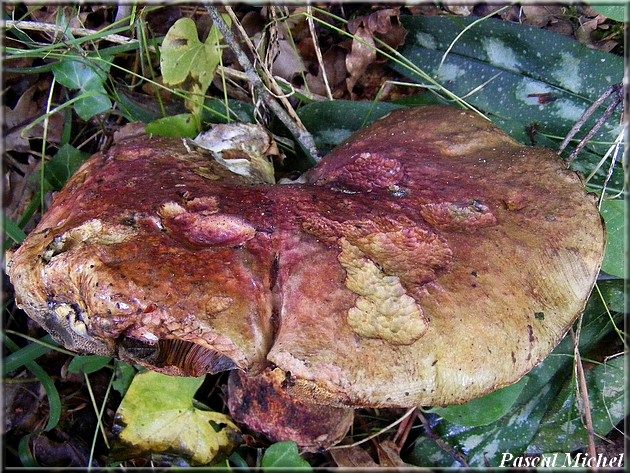 Imperator rhodopurpureus, photo 2 sur 3