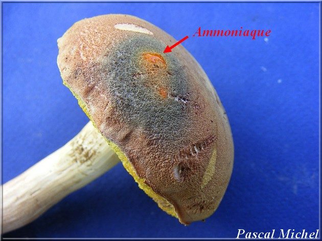 Bolet tomenteux (Boletus subtomentosus), photo 3 sur 3
